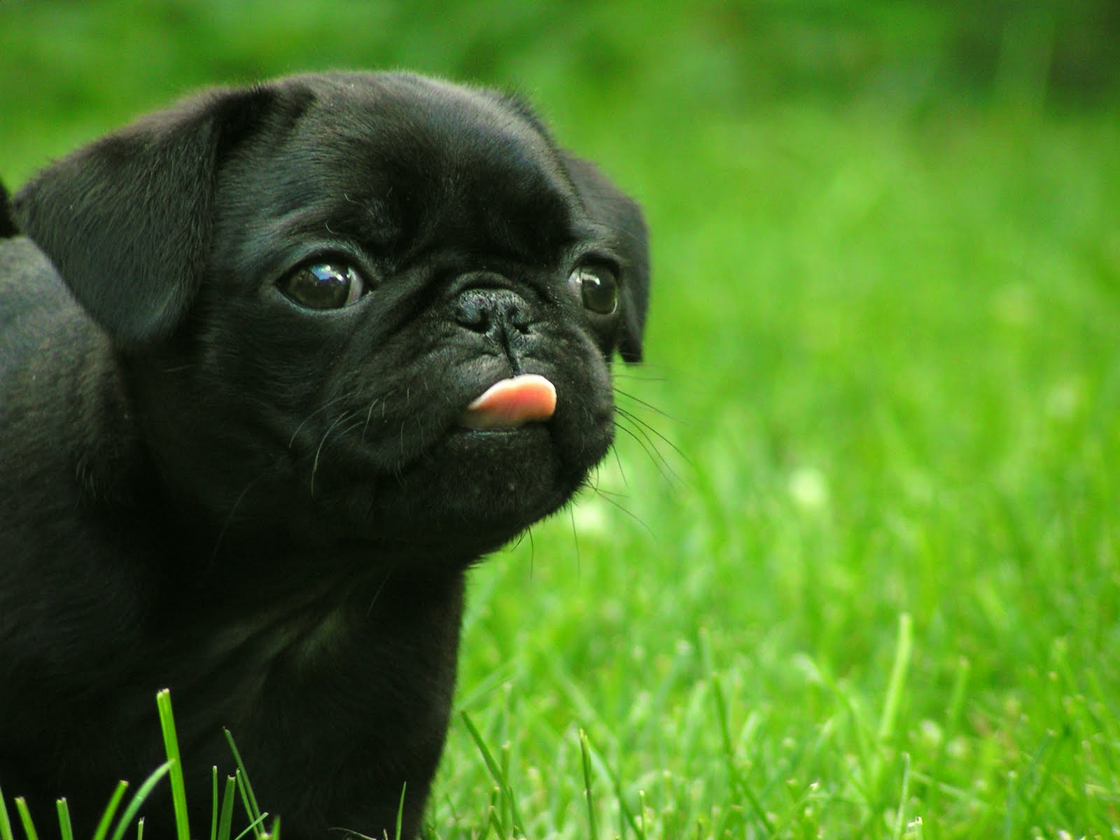 Chó pug đen lè lưỡi đáng yêu
