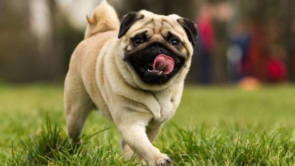 Chó Pug mặt xệ có nguồn gốc từ Trung Quốc