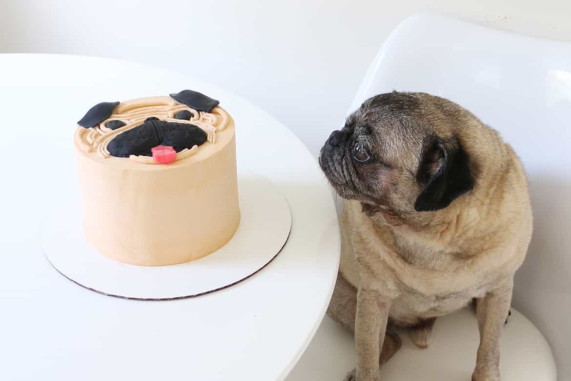 Chó Pug và chiếc bánh kem