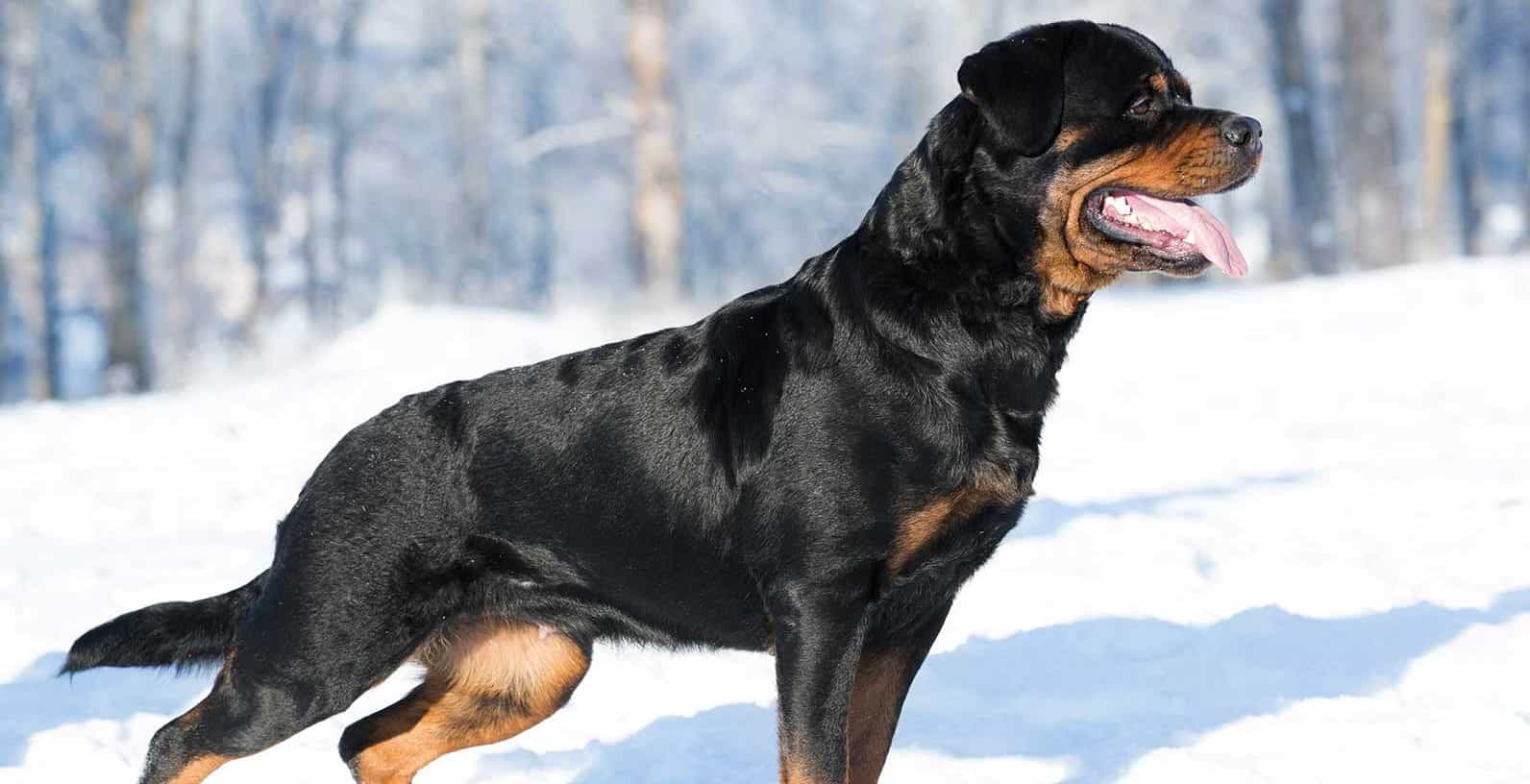Chó Rottweiler có giá từ 5000-6000 đô