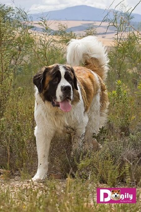 Chó Saint Bernard là giống chó khổng lồ có nguồn gốc từ các vùng núi cao Thụy Sỹ
