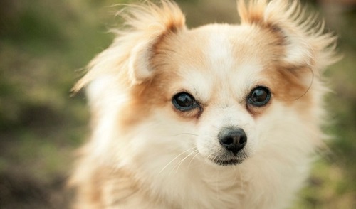Chó Toy Chihuahua