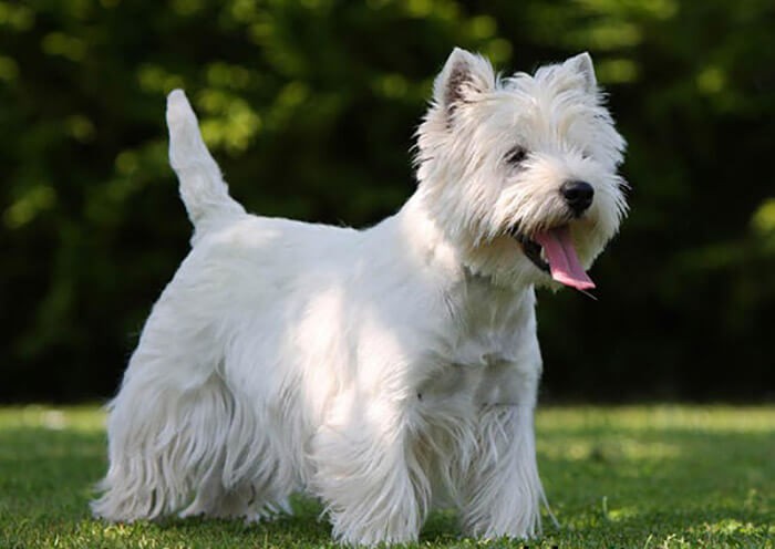 Chó West Highland White Terrier sẽ rụng lông nhưng không đáng kể