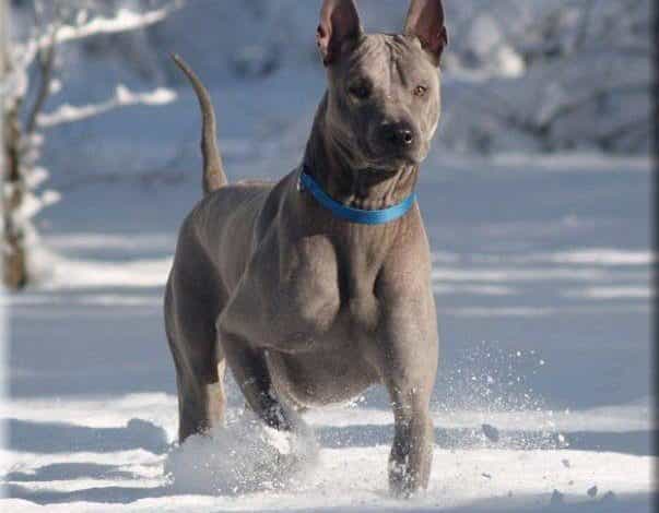 Chó Xoáy Thái Lan chạy trên nền tuyết