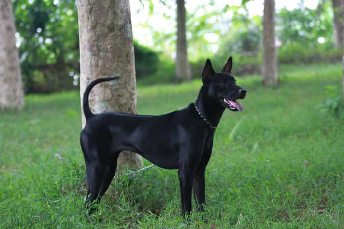 Chó Xoáy Thái Lan có bộ lông đen