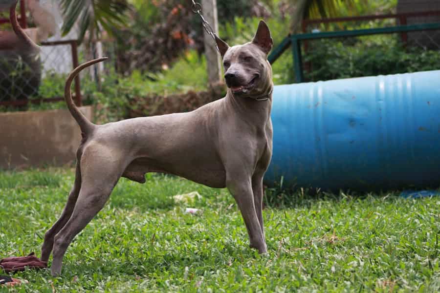 Chó Xoáy Thái Lan có hình thể đẹp