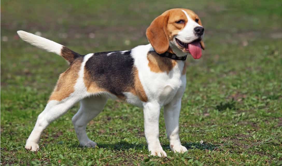 Chú chó Beagle đầy tố chất thông minh.