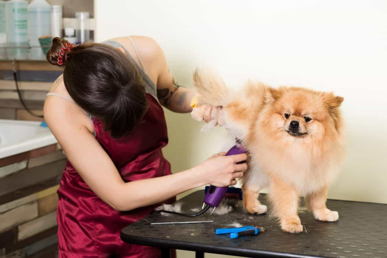 Chú chó đang được chủ cắt tỉa lông
