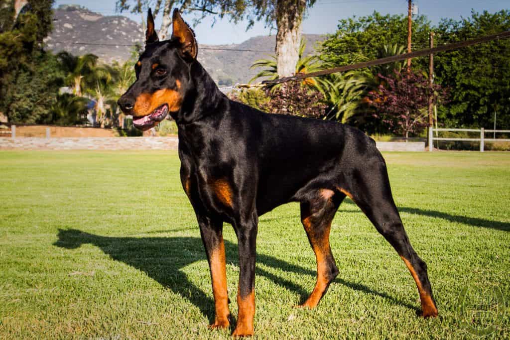 Chú chó Doberman thuần chủng với bộ lông đen đang đứng trên nền cỏ xanh