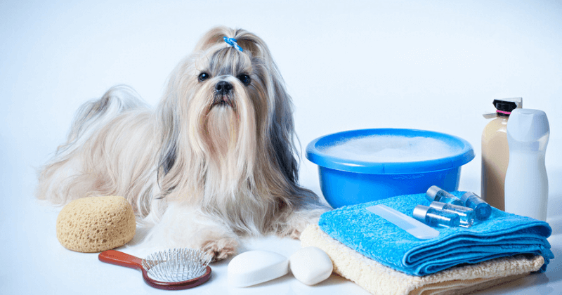 Chú chó Maltese và các dụng cụ tắm màu xanh dương