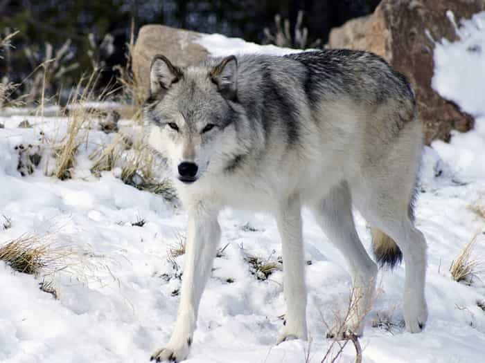 chú chó Wolf-Hybrid lông xám