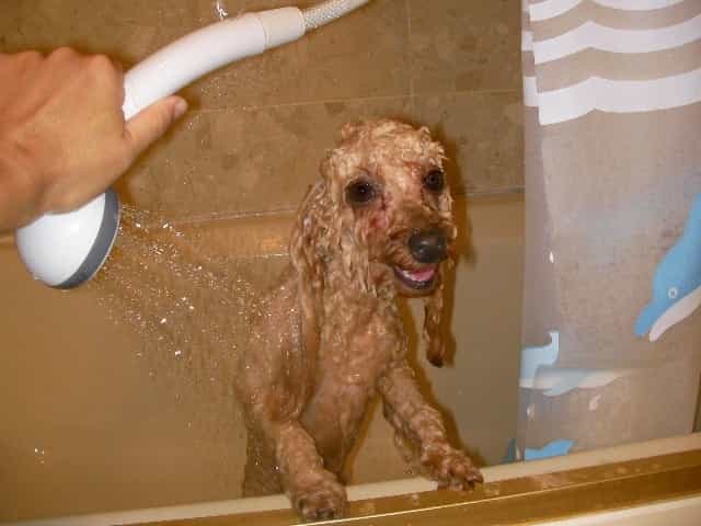 Chuẩn bị đầy đủ trước khi tắm cho chó Poodle