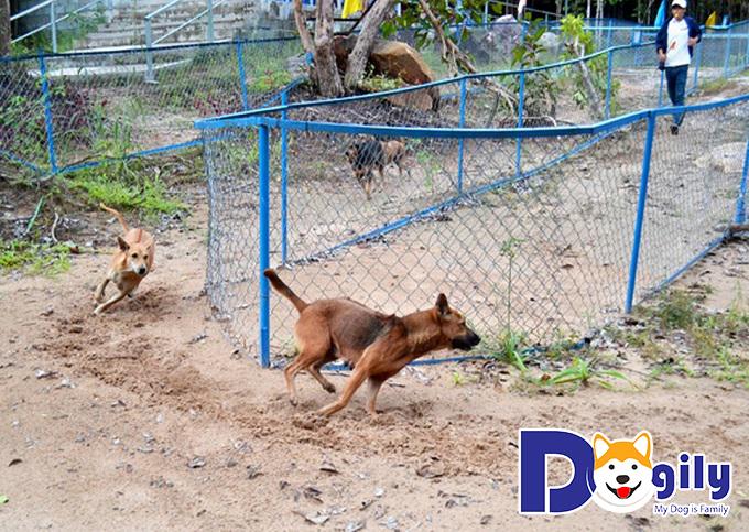 Những Hình Ảnh Chó Phú Quốc Đẹp Nhất Bạn Không Thể Bỏ Lỡ - Blog Yêu Chó  Cảnh-Giao Lưu Chia Sẻ Kinh Nghiệm Chăn Nuôi Chó Meo