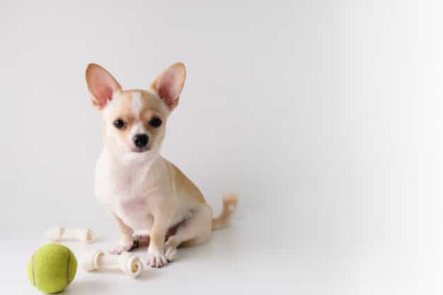 Đặc điểm chó Chihuahua