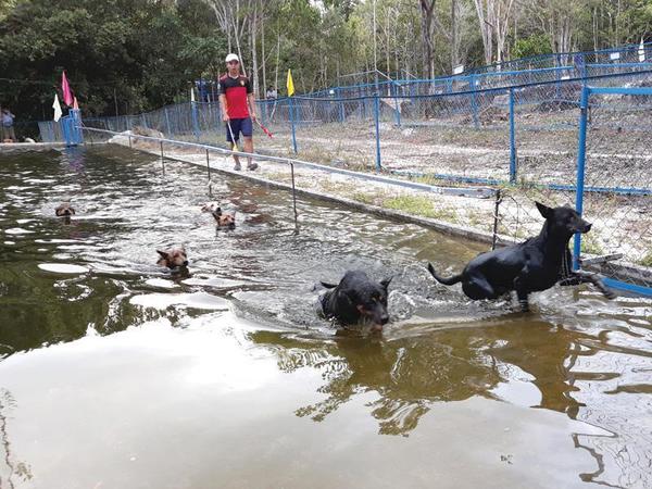 Dạy chó Phú Quốc bơi