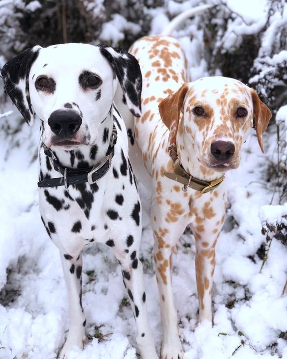Giống chó Dalmatian thuần chủng