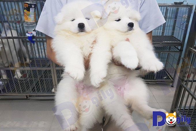 Hai bé Sam sinh sản trong nước bán tại hệ thống Dogily Petshop.