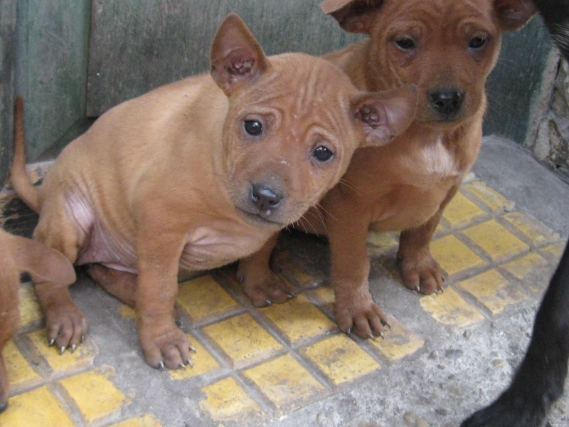 Hai em chó Phú Quốc