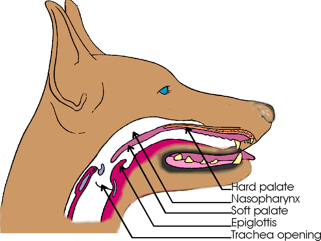 Hệ hô hấp của chó