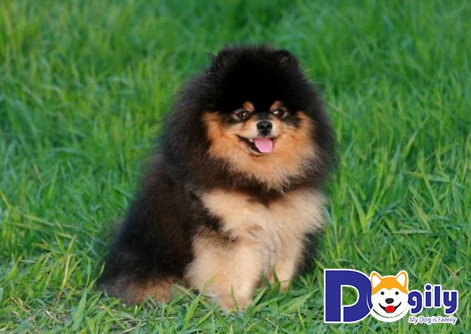 Hiện tượng chuyển đổi lông ở các bé chó Phốc Sóc Pomeranian