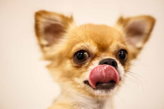 Hình ảnh chó Chihuahua thuần chủng