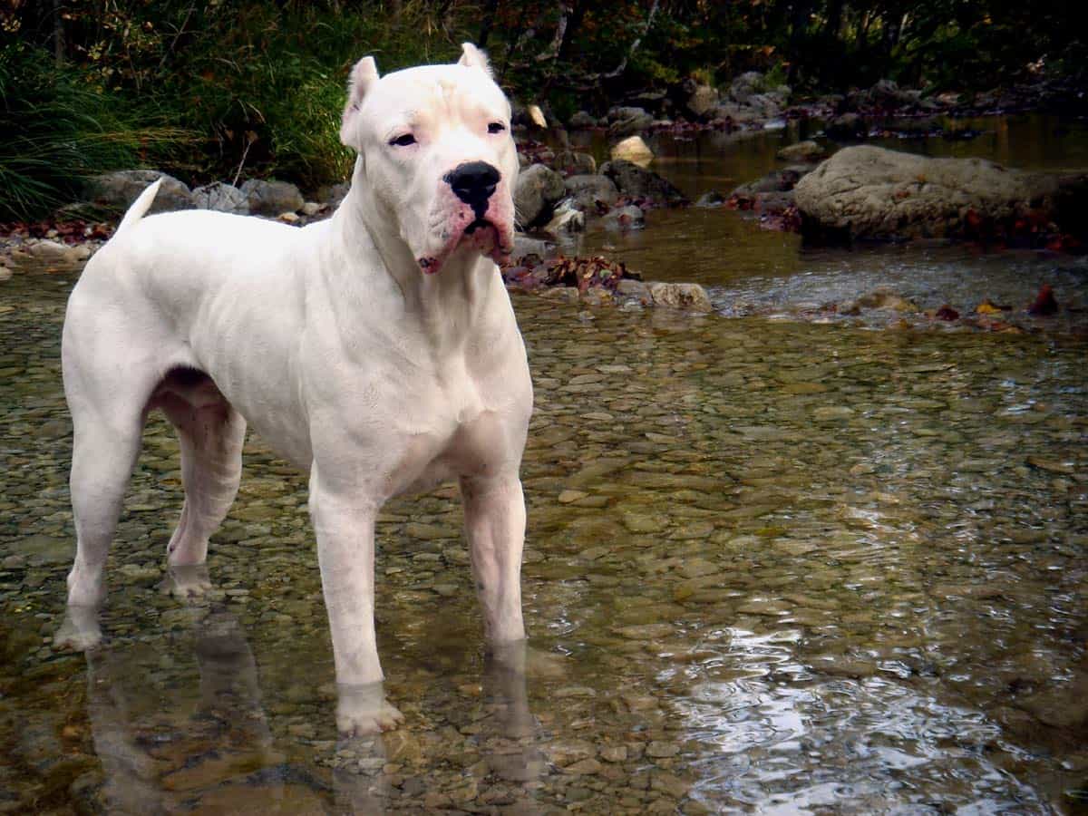 Hình ảnh chó Dogo Argentino