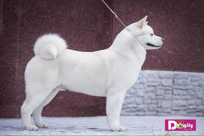 Hình ảnh chú chó Akita Mỹ với bộ lông trắng muốt. Bạn cần chăm sóc và chải lông thường xuyên cho American Akita.