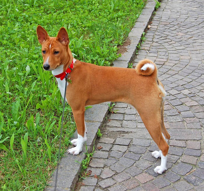 Hình ảnh chú chó Basenji