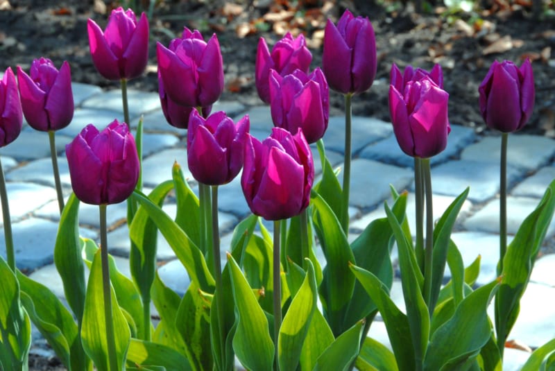 Hoa Tulip 11 800x535