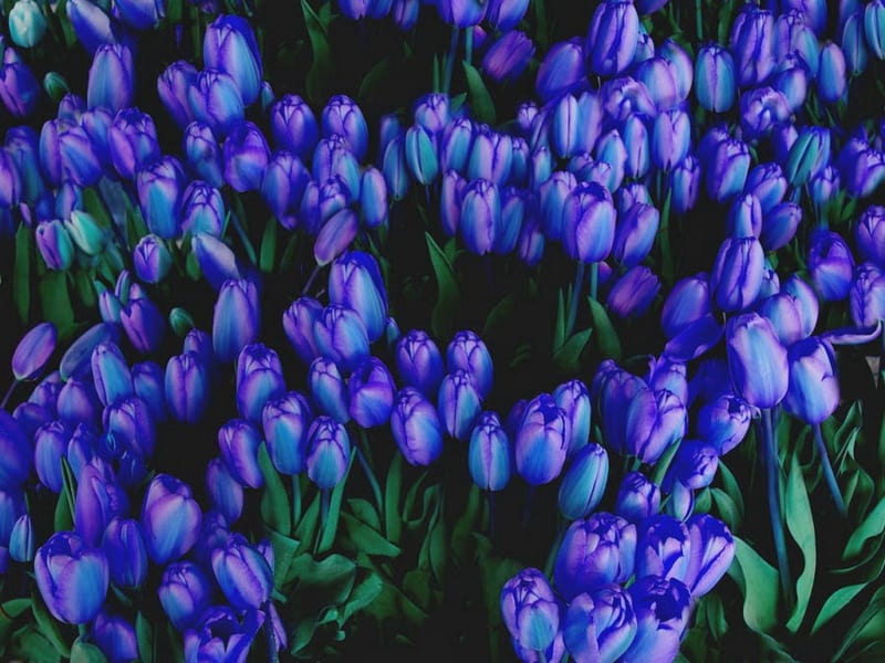 Hoa Tulip 12 800x600