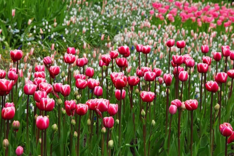 Hoa Tulip 2 800x533