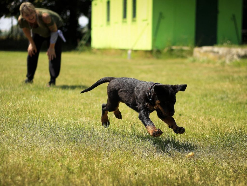 huấn luyện chó rottweiler lệnh "Đi"