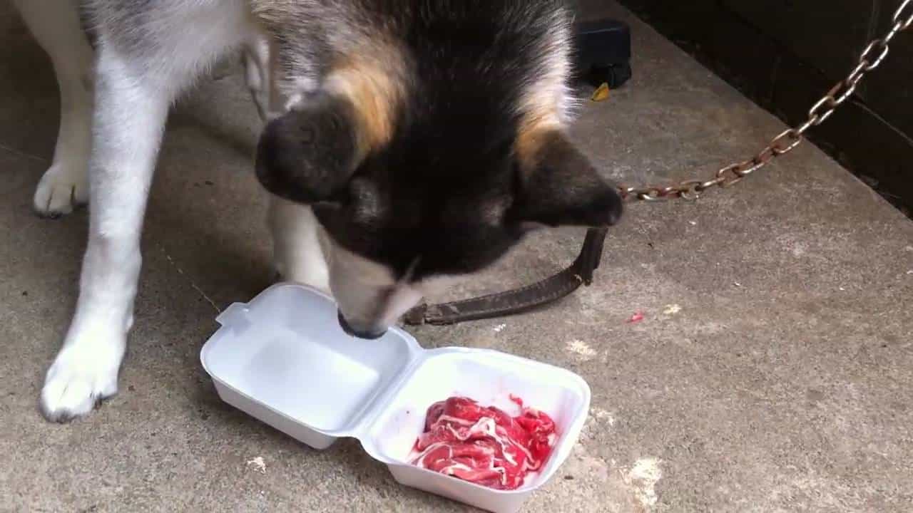 Không được cho Husky ăn đồ bẩn