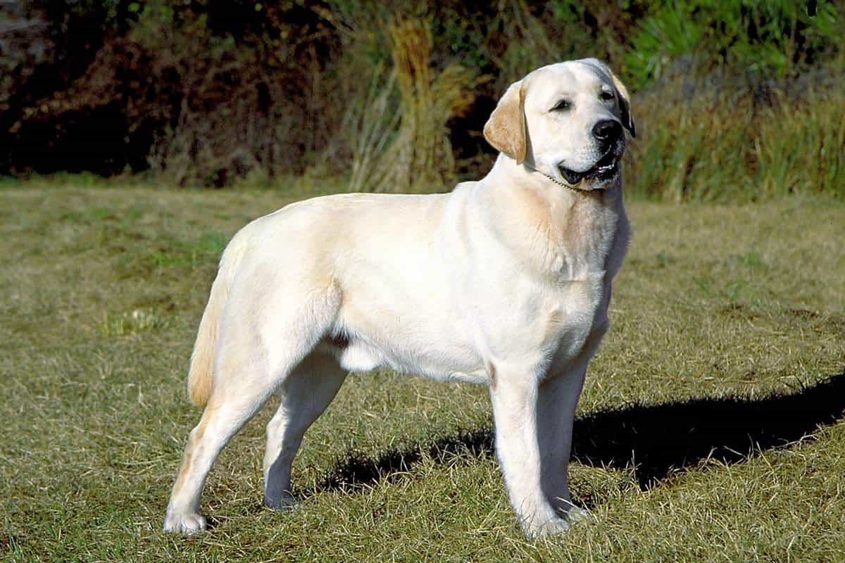 Labrador Dog đứng trên cỏ