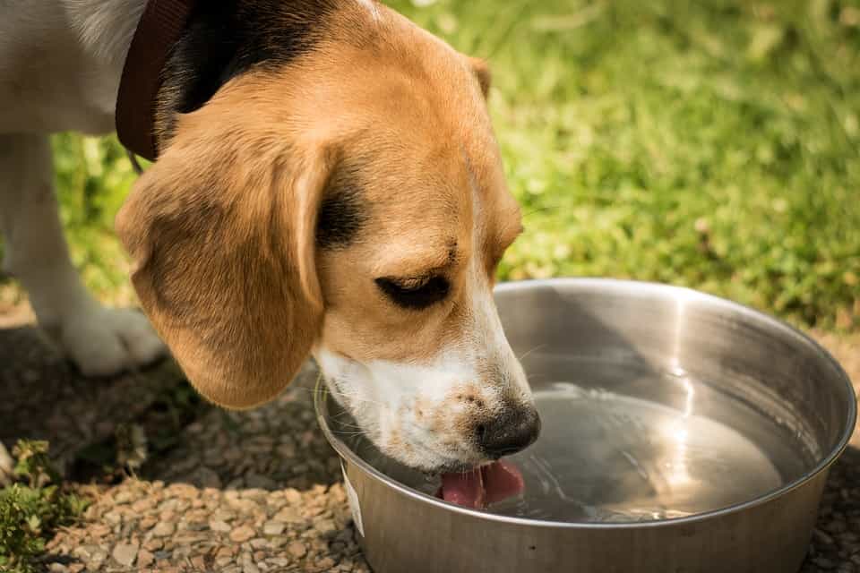 Luôn bổ sung nước cho chó