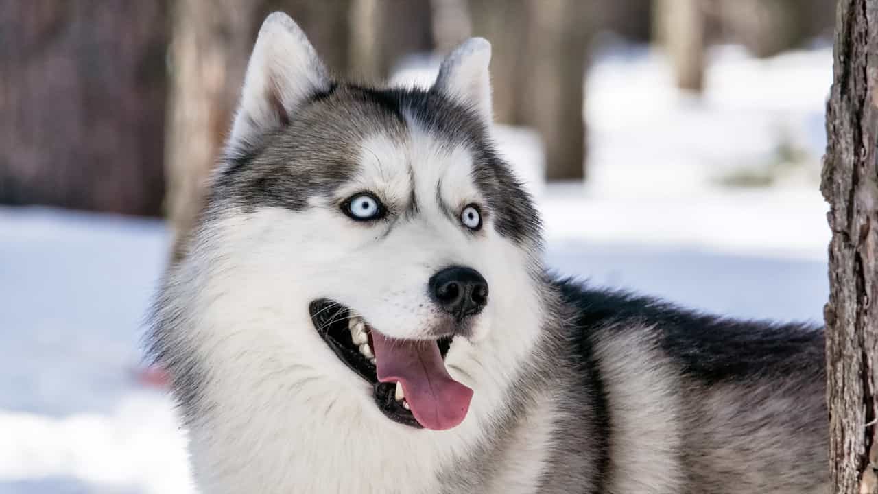 15 bức ảnh chứng minh chó Husky là “thánh biểu cảm” của năm – Yêu Husky