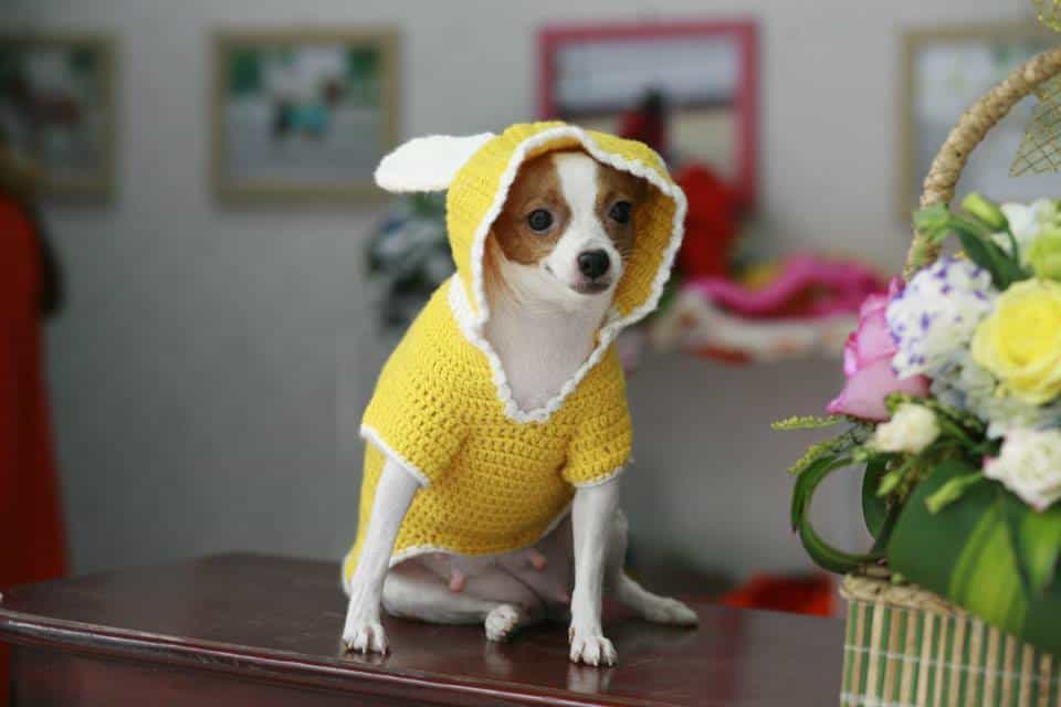 May áo có mũ đơn giản cho chó
