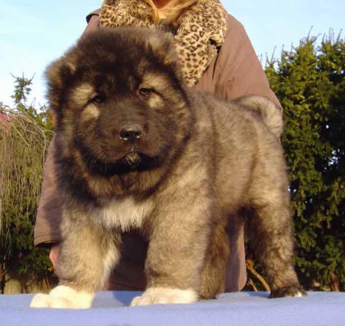 Một chú caucasus con