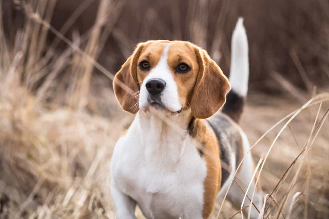 Một chú chó beagle trên đồng cỏ úa