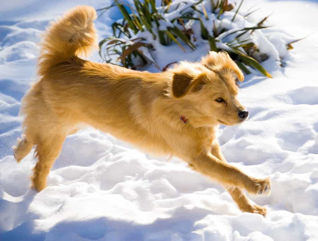 Một chú chó Chow chow lai Labrador đang chạy trên tuyết