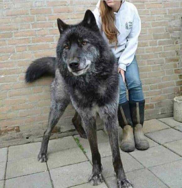 một chú chó lai sói đen tuyền