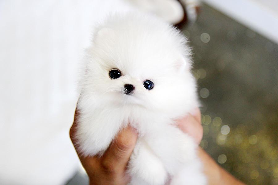 Một chú chó Teacup Phốc sóc màu trắng xinh đẹp