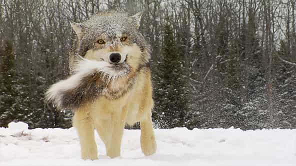 một chú chó Wolf-Hybrid trong tuyết