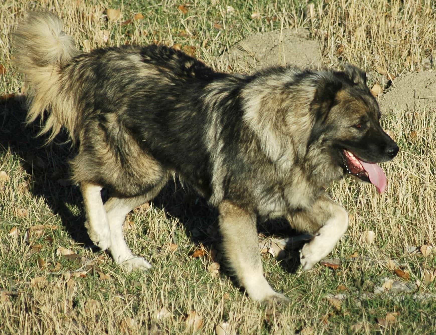 Một con chó Caucasus Shepherd