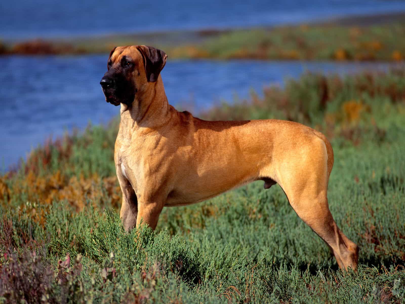 Một con chó Great Dane đẹp