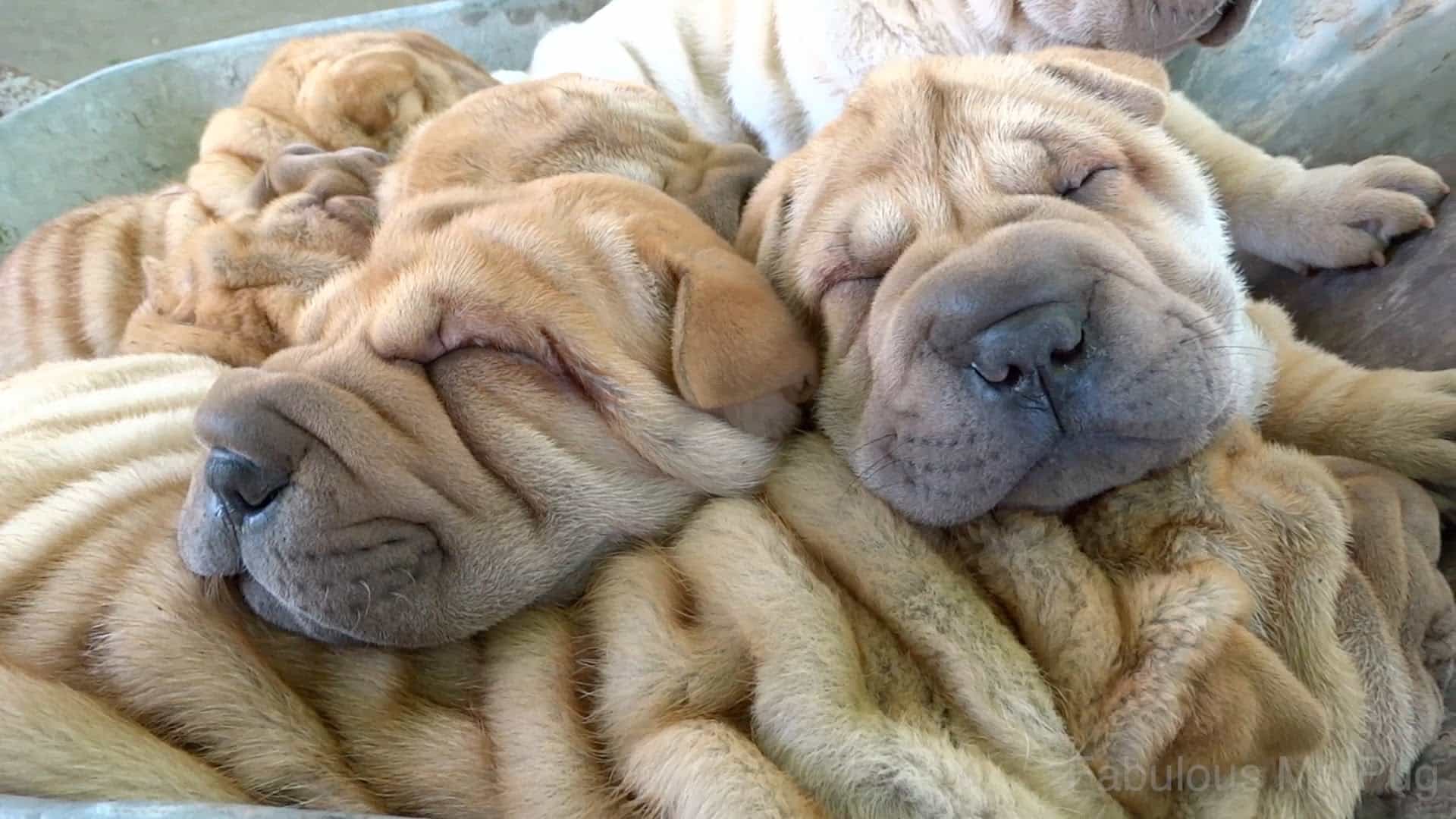 những chú chó shar pei con ngủ cùng nhau