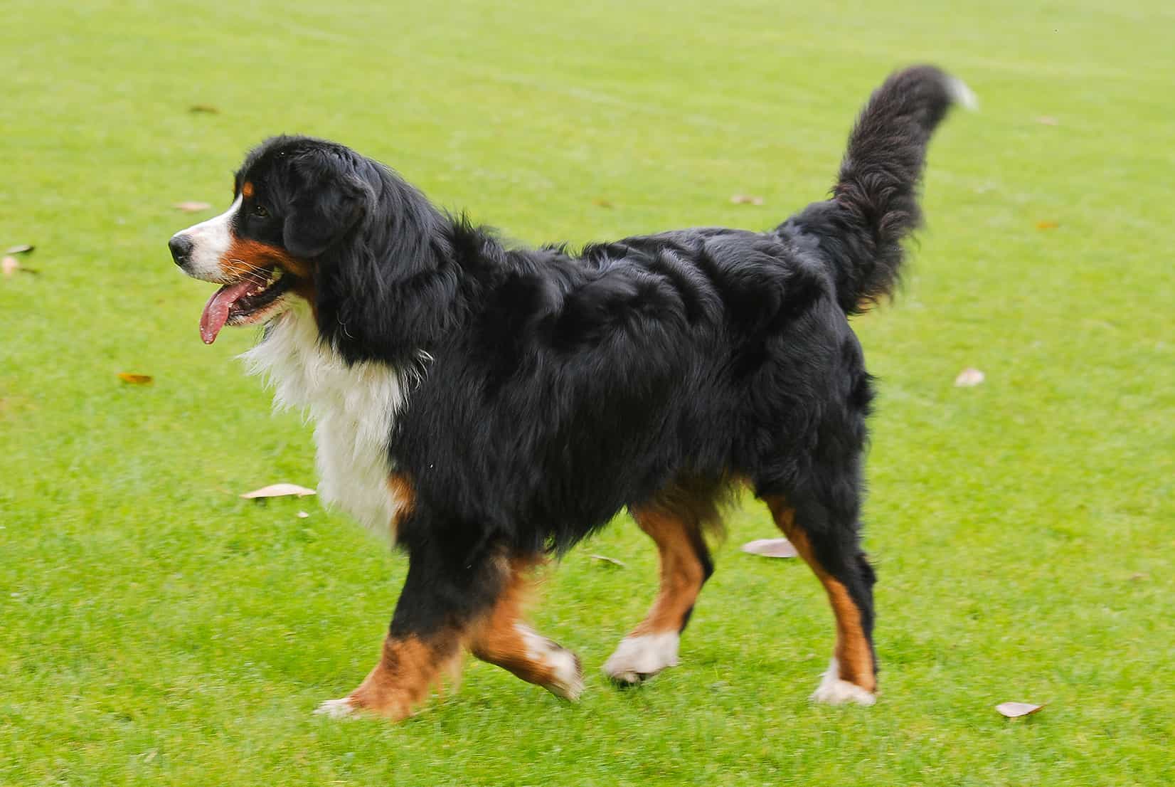 Những chú chó tam sắc Bernese Mountain Dog đã xuất hiện cách đây hơn 1 thế kỷ