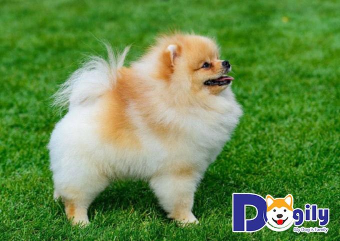 Phân loại màu sắc chó Phốc sóc Pomeranian