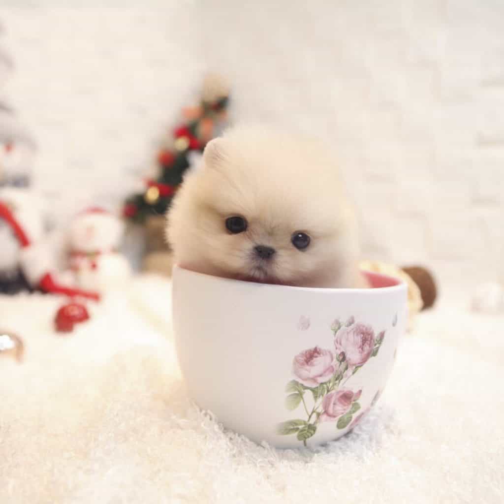 Pomeranian tea cup 1