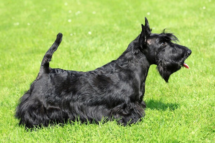 Scottish Terrier có bộ lông ngắn và mượt